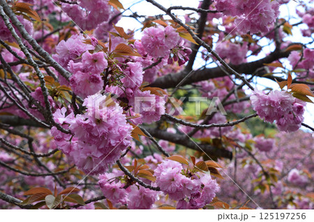 八重ぼたん桜の平安京 125197256
