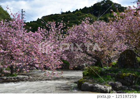 八重ぼたん桜の平安京 125197259