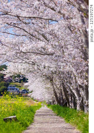 桜道 桜道 125197274