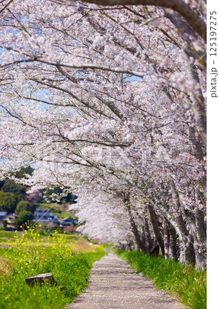 桜道 桜道 125197275