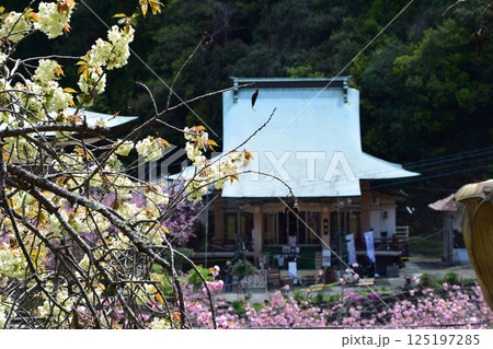 八重ぼたん桜の平安京 八重ぼたん桜の平安京 125197285