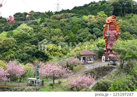 八重ぼたん桜の平安京 125197287