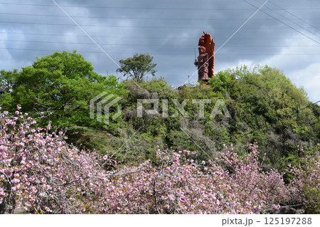 八重ぼたん桜の平安京 八重ぼたん桜の平安京 125197288