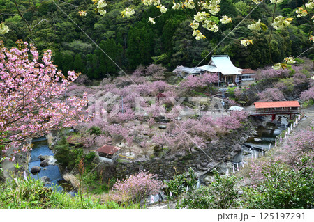 八重ぼたん桜の平安京 125197291