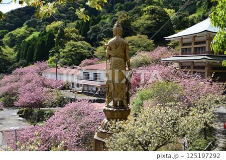 八重ぼたん桜の平安京 125197292