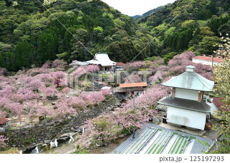 八重ぼたん桜の平安京 125197293