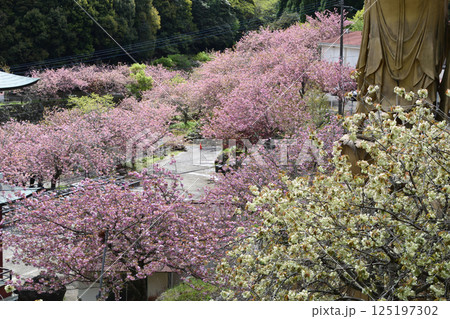 八重ぼたん桜の平安京 125197302
