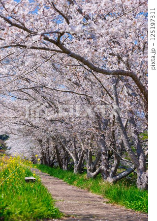 桜道 125197311