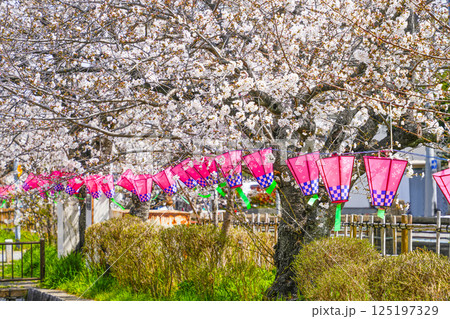 西尾六万石桜まつり、みどり川沿いの桜とぼんぼり 125197329