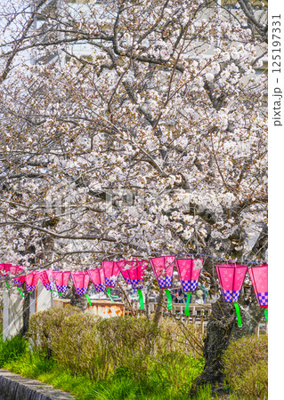 西尾六万石桜まつり、みどり川沿いの桜とぼんぼり 125197331