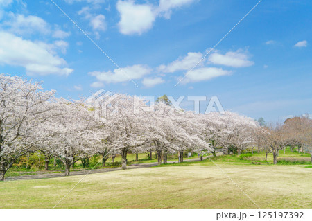 【千葉県千葉市】春の桜咲く青葉の森公園・さくら山 125197392