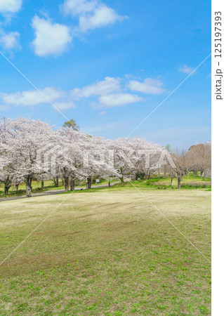 【千葉県千葉市】春の桜咲く青葉の森公園・さくら山 125197393