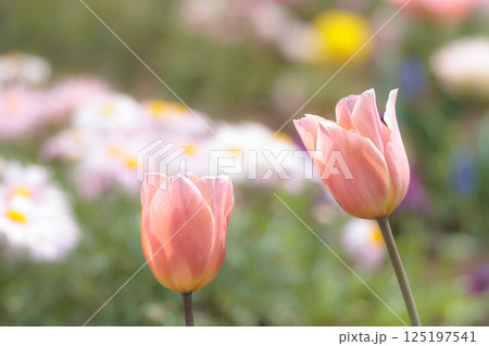 春の陽光を浴びて色とりどりに輝くチューリップ 125197541