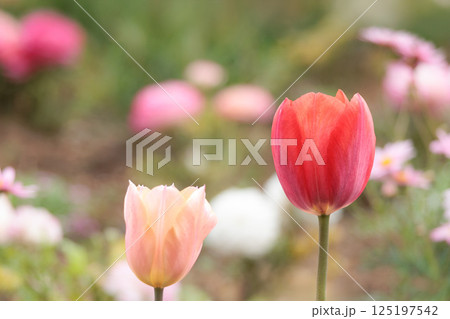春の陽光を浴びて色とりどりに輝くチューリップ 125197542