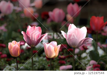 春の陽光を浴びて色とりどりに輝くチューリップ 春の陽光を浴びて色とりどりに輝くチューリップ 125197544