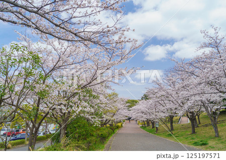【千葉県千葉市】春の桜咲く青葉の森公園・西口付近の桜並木 【千葉県千葉市】春の桜咲く青葉の森公園・西口付近の桜並木 125197571