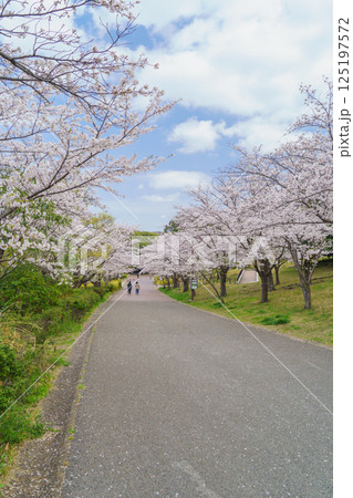 【千葉県千葉市】春の桜咲く青葉の森公園・西口付近の桜並木 125197572