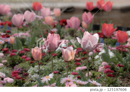 春の陽光を浴びて色とりどりに輝くチューリップ 125197606