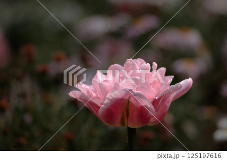 春の陽光を浴びて色とりどりに輝くチューリップ 春の陽光を浴びて色とりどりに輝くチューリップ 125197616