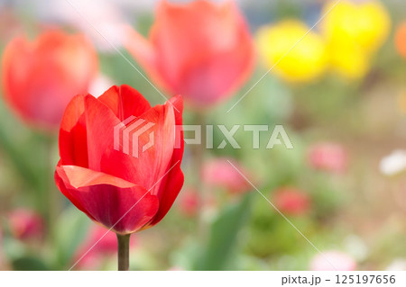 春の陽光を浴びて色とりどりに輝くチューリップ 125197656