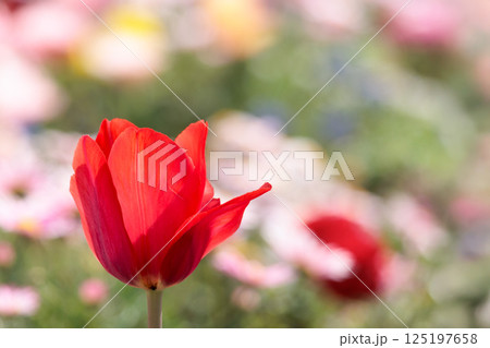 春の陽光を浴びて色とりどりに輝くチューリップ 125197658