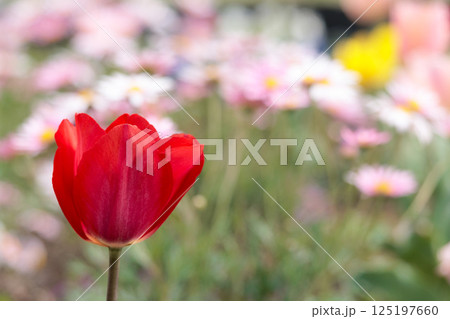 春の陽光を浴びて色とりどりに輝くチューリップ 125197660