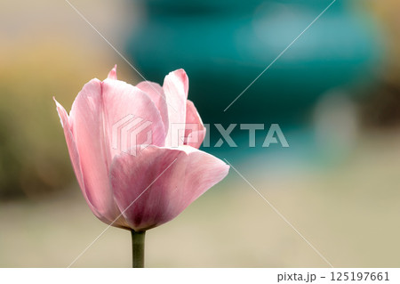 春の陽光を浴びて色とりどりに輝くチューリップ 125197661