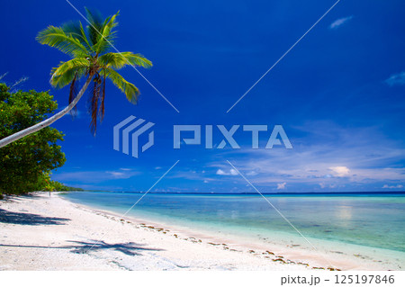 オセアニア・ポリネシアの島国ツバル 首都のフナフティ環礁フォンガファレ島のラグーンとビーチとヤシの木 オセアニア・ポリネシアの島国ツバル 首都のフナフティ環礁フォンガファレ島のラグーンとビーチとヤシの木 125197846