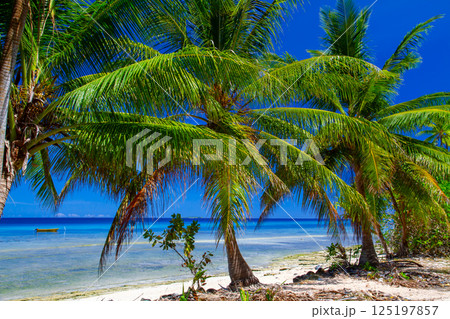 オセアニア・ポリネシアの島国ツバル 首都のフナフティ環礁フォンガファレ島のラグーンとビーチとヤシの木 オセアニア・ポリネシアの島国ツバル 首都のフナフティ環礁フォンガファレ島のラグーンとビーチとヤシの木 125197857