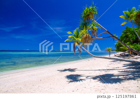オセアニア・ポリネシアの島国ツバル 首都のフナフティ環礁フォンガファレ島のラグーンとビーチとヤシの木 オセアニア・ポリネシアの島国ツバル 首都のフナフティ環礁フォンガファレ島のラグーンとビーチとヤシの木 125197861