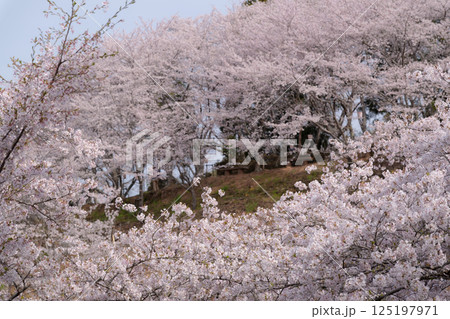 桜ドーナツ 桜ドーナツ 125197971