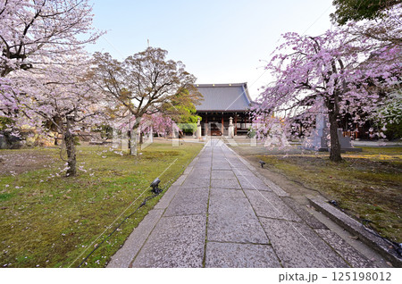 妙顕寺　満開のソメイヨシノ　紅枝垂れ桜　京都市 125198012