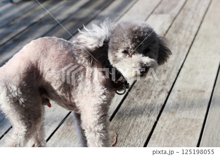 トイプードル 老犬 背骨が曲がっている 立ち姿 全身 毛が短い トイプードル 老犬 背骨が曲がっている 立ち姿 全身 毛が短い 125198055