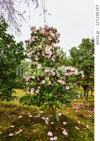 西尾市歴史公園「椿聴庵」の椿 125198167