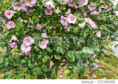 西尾市歴史公園「椿聴庵」の椿 125198168