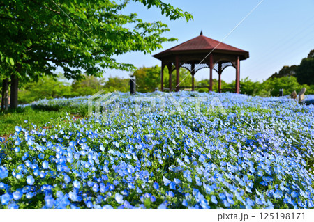 ネモフィラの青い花 125198171
