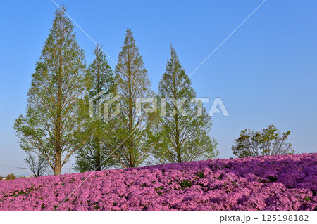 青空に映えるピンクの芝桜 125198182