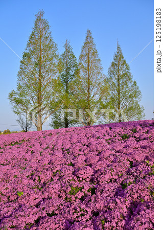 一面に広がる芝桜 125198183