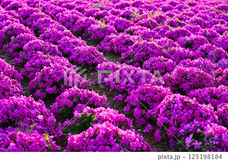 ピンク色に染まる芝桜 125198184