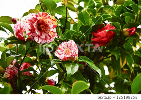 椿（吹上絞り） 125198258