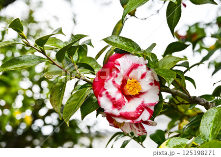 椿(オオニジ) 椿(オオニジ) 125198271