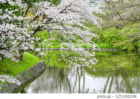 西尾市歴史公園 お堀の桜 西尾市歴史公園 お堀の桜 125198299