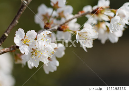 3月末に開花した桜05 125198388