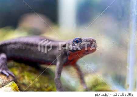 アカハライモリのアップ 125198398