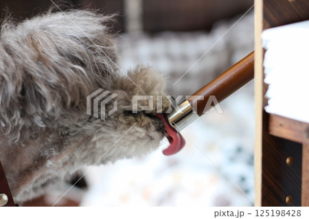 トイプードルが水を飲む様子　ウォーターノズル　 125198428