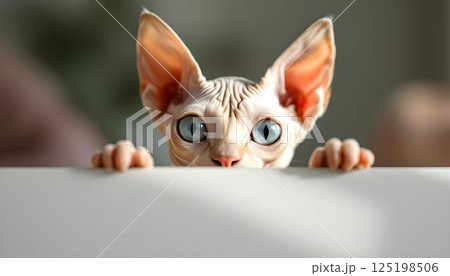 A cat gazes over a white board with curiosity, highlighting its playful demeanor and vibrant personality A cat gazes over a white board with curiosity, highlighting its playful demeanor and vibrant personality 125198506