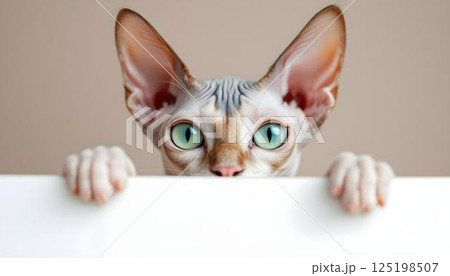 A cat glances over a white board, its inquisitive stare capturing a moment of playful curiosity A cat glances over a white board, its inquisitive stare capturing a moment of playful curiosity 125198507