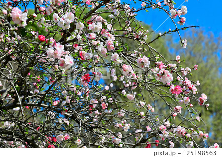 鮮やかに咲くの満開の花桃 城山公園春の風景 桶川市 鮮やかに咲くの満開の花桃 城山公園春の風景 桶川市 125198563