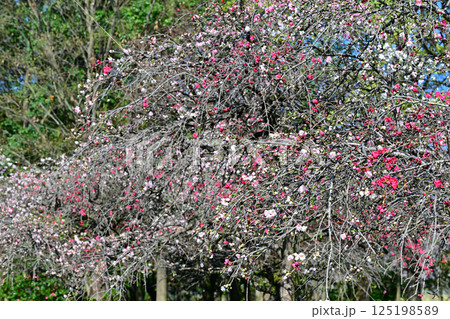 鮮やかに咲くの満開の花桃 城山公園春の風景 桶川市 鮮やかに咲くの満開の花桃 城山公園春の風景 桶川市 125198589