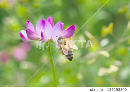 レンゲの花と西洋ミツバチ 125198800